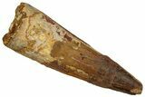 Fossil Spinosaurus Tooth - Real Dinosaur Tooth #258995-1